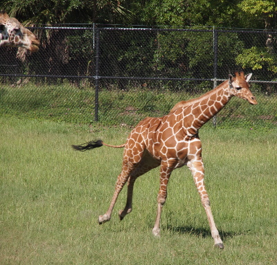 [A young giraffe is galloping from left to right. It's head is bent down as it moves and its tail is straight out behind it.]
